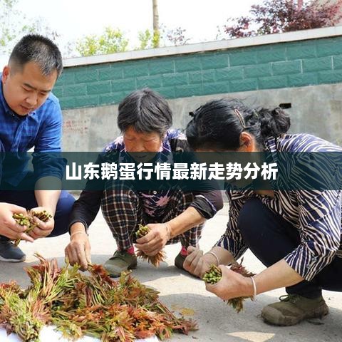 山东鹅蛋行情最新走势分析