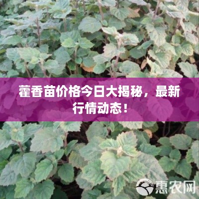 shushoujiuqin 第2页