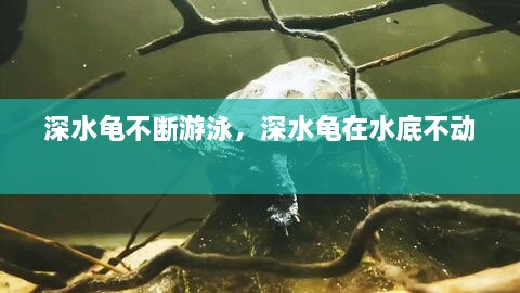 shenqingqishuang 第2页