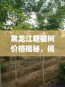 黑龙江糖槭树价格揭秘，揭秘其重要性，了解市场行情
