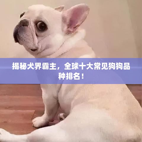 yangchangniaodao 第2页