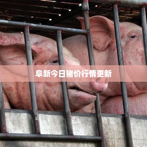 阜新今日猪价行情更新