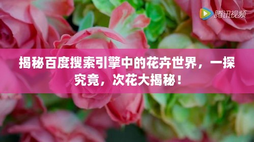揭秘百度搜索引擎中的花卉世界，一探究竟，次花大揭秘！
