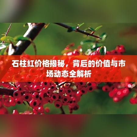 石柱红价格揭秘，背后的价值与市场动态全解析