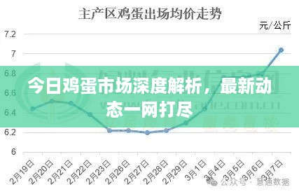 今日鸡蛋市场深度解析，最新动态一网打尽