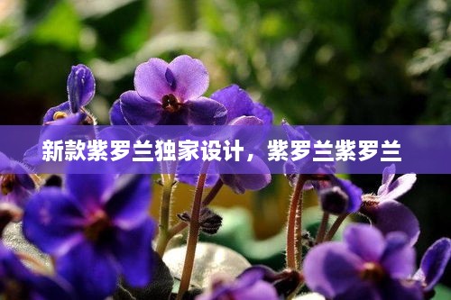新款紫罗兰独家设计，紫罗兰紫罗兰 