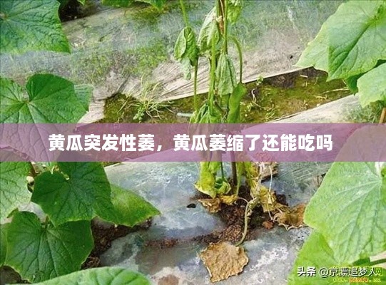 黄瓜突发性萎，黄瓜萎缩了还能吃吗 