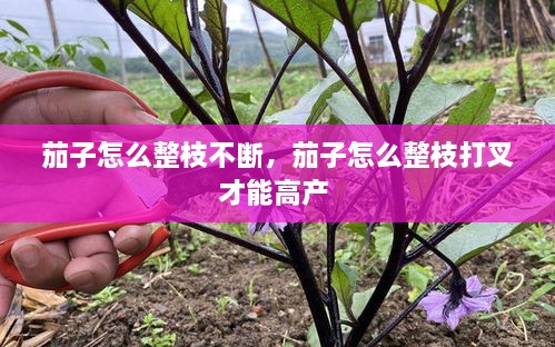 茄子怎么整枝不断，茄子怎么整枝打叉才能高产 