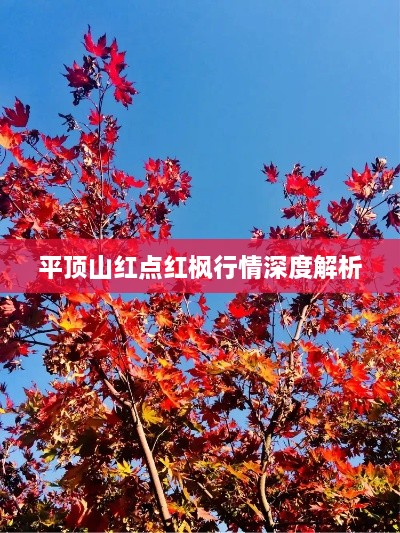 平顶山红点红枫行情深度解析